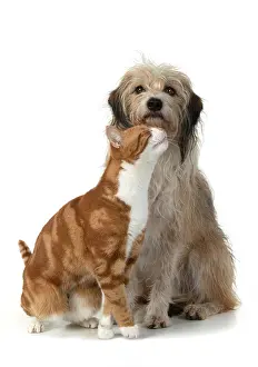 Embrace: CAT & DOG. Ginger & white cat rubbing against