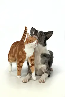 Embrace: CAT & DOG. ginger & white cat rubbing against