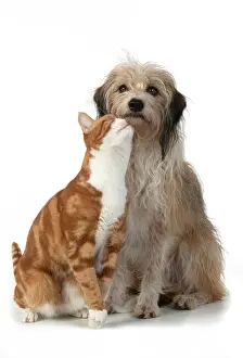 Embrace: CAT & DOG. Ginger & white cat rubbing against