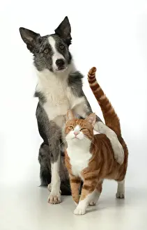 Embrace: CAT & DOG. ginger & white cat standing with Collie