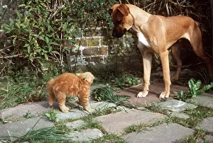 Ardea London: CAT - DOG AND KITTEN showing defensive behaviour