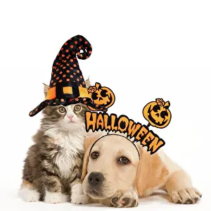 Hallowe En: Cat & Dog - Labrador puppy and Norwegian Forest