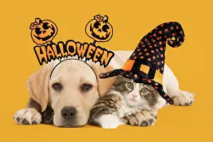 Hallowe En: Cat & Dog - Labrador puppy and Norwegian Forest