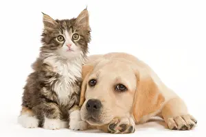 Jean-michel Labat: Cat & Dog - Labrador puppy and Norwegian Forest