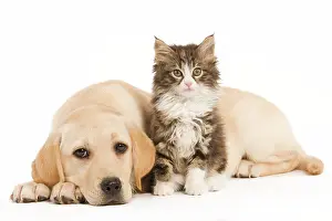 Jean-michel Labat: Cat & Dog - Labrador puppy and Norwegian Forest