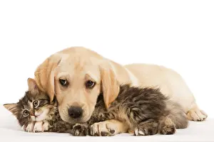 Jean-michel Labat: Cat & Dog - Labrador puppy and Norwegian Forest Cat kitten