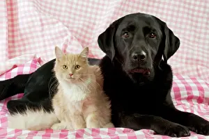 Coon: CAT & DOG - Maine coon sitting next to black labrador