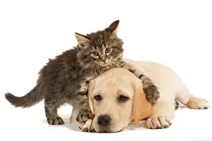 Jean-michel Labat: Cat & Dog - Norwegian Forest Cat kitten climbing