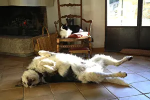 Rooms: Cat and dog slept around a fireplace France