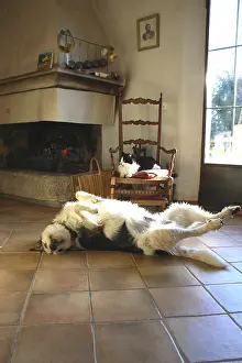 Rooms: Cat and dog slept around a fireplace France