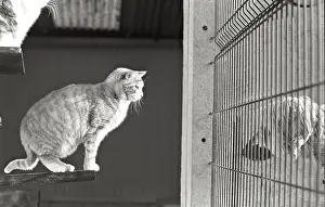 Kennel: Cat and dogs separated by a grid Refuge of Beauregard