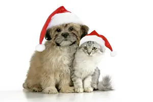 Mamals: CAT & DOG.Tiffanie with Lhasa Apso cross puppy