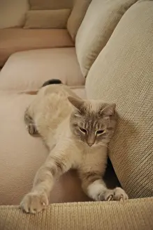 Crossbreed: Cat doing his claws on a sofa France