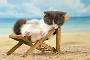 Deckchair: Cat Domestic