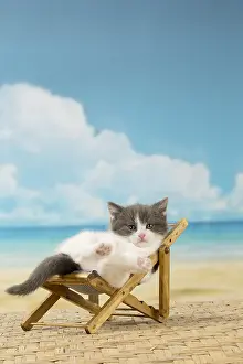 Deckchair: Cat Domestic