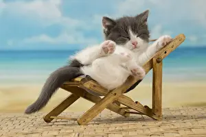 Deckchair: Cat Domestic