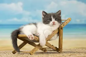 Deckchair: Cat Domestic