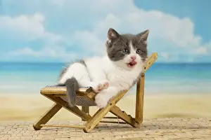 Deckchair: Cat Domestic