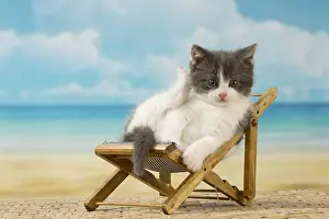 Deckchair: Cat Domestic