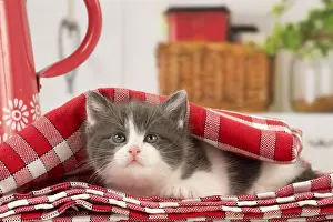 Checked: Cat Domestic 6 week old kitten