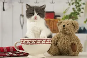 Cups: Cat Domestic 6 week old kitten