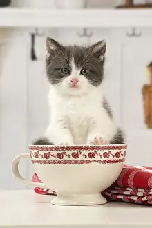 Cups: Cat Domestic 6 week old kitten