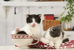 Cups: Cat Domestic 6 week old kitten