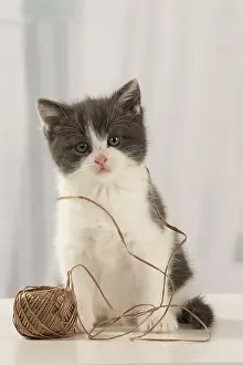Tangled: Cat Domestic 6 week old kitten