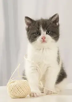 Tangled: Cat Domestic 6 week old kitten