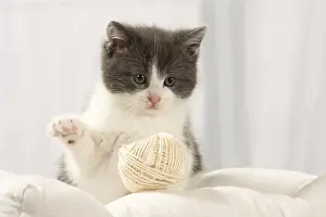 Tangled: Cat Domestic 6 week old kitten
