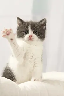Lifting: Cat Domestic 6 week old kitten
