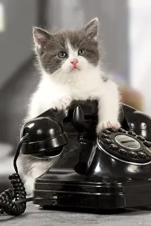 Telephones: Cat Domestic kitten