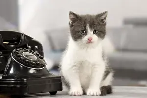 Telephones: Cat Domestic kitten