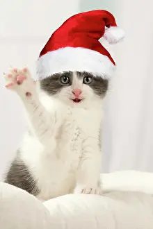 Waving: Cat