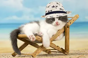Chairs: Cat - Domestic lying in a deckchair wearing a hat on holiday
