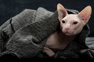 Donskoys: Cat