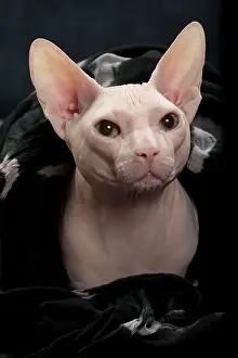 Donskoys: Cat