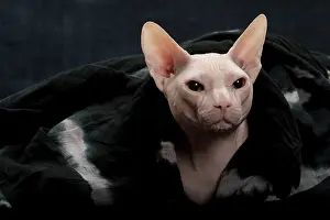 Donskoys: Cat