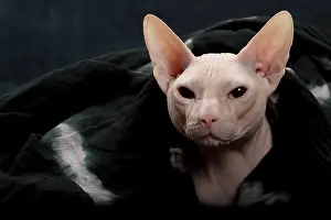 Donskoys: Cat