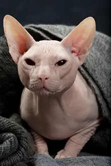 Upset: Cat