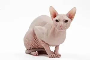 Donskoys: Cat