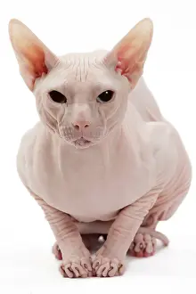 Donskoys: Cat