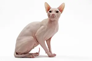 Donskoys: Cat