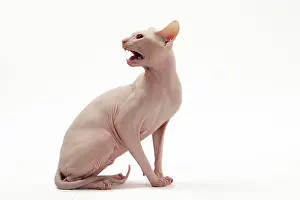 Donskoys: Cat