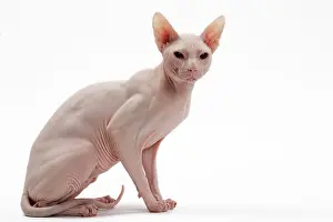 Donskoys: Cat