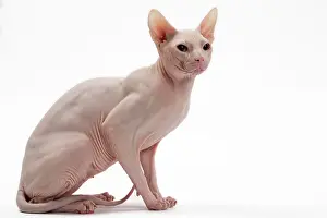 Donskoys: Cat