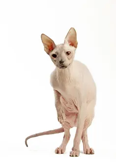 Donskoys: Cat