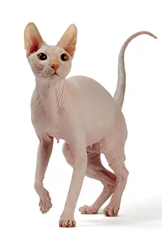 Donskoys: Cat