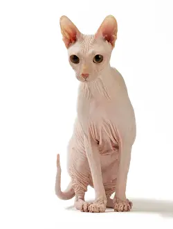 Donskoys: Cat