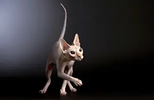Donskoys: Cat